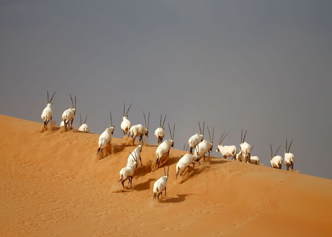Oryx on the edge